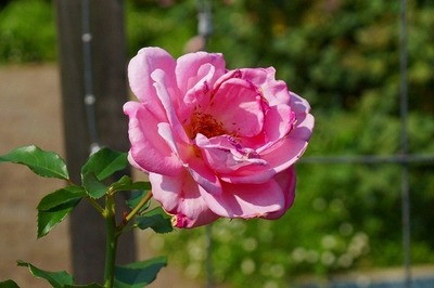 DSC08915.jpg