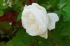 DSC08923.jpg